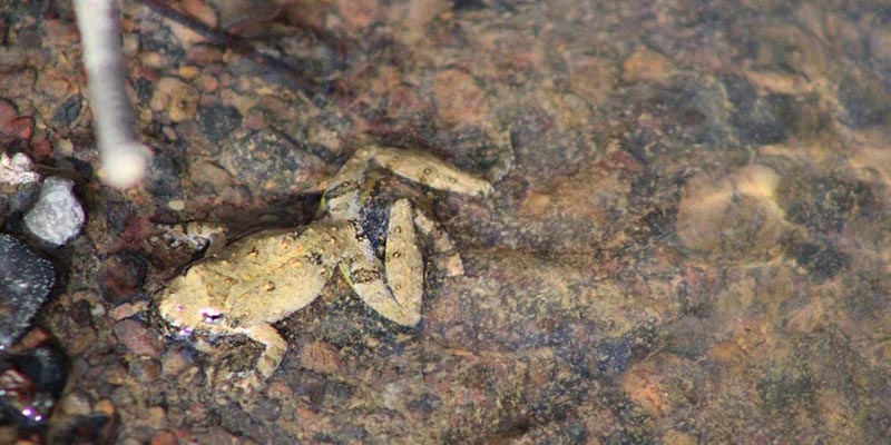 Cricket Frog Cricket Frog