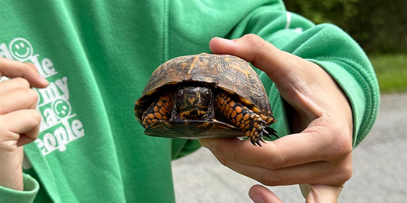 Box Turtle