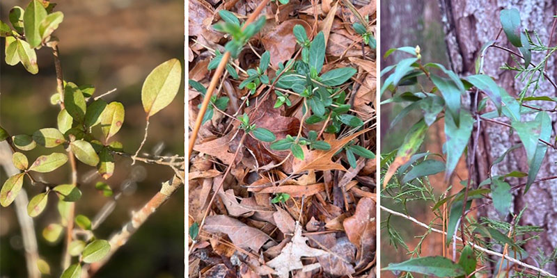 L to R: Chinese Privet (Ligustrum sinense), Japanese Honeysuckle (Lonicera japonica) -in winter, Yellow Jessamine (Gelsemium sempervirens), native