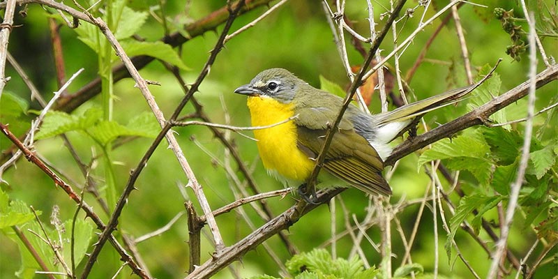 Yellow-breasted Chat - Photo: Ben Meredyk - WikiCommons
