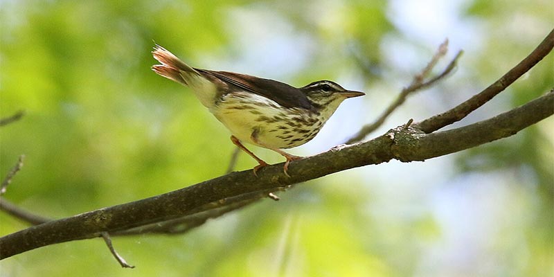 Louisiana Waterthrush Photo: Dominc Sherony - WikiCommons