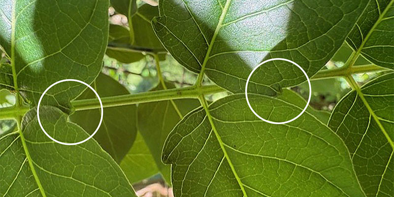 Tree of Heaven gland pockets