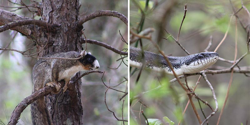 Fox Squirrel and Black Rat Snake