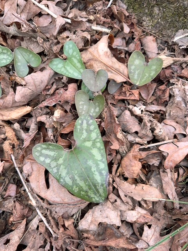 Little Brown Jugs (Hexastylis arifolia)