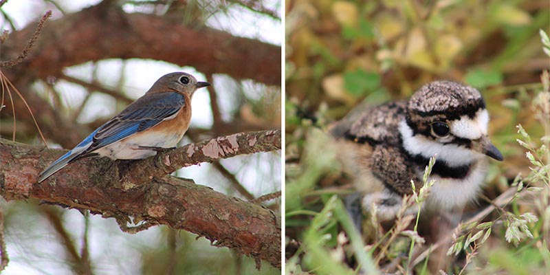 Eastern Bluebird and Killdeer