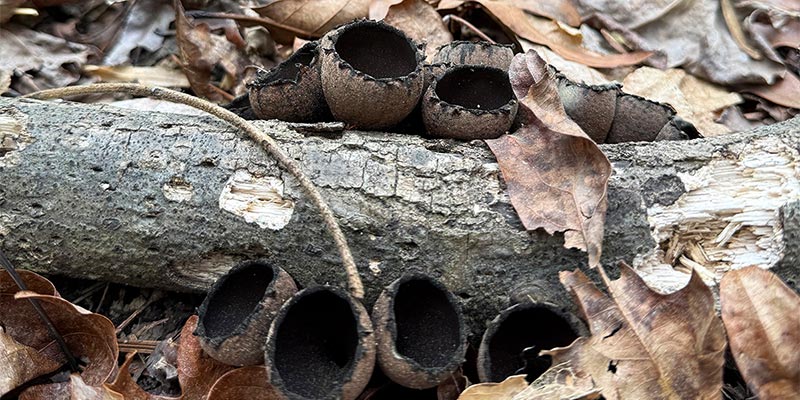 Devil’s Urn