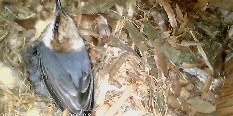Brown-headed Nuthatch