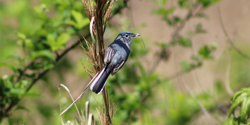 Blue-gray Gnatcatcher
