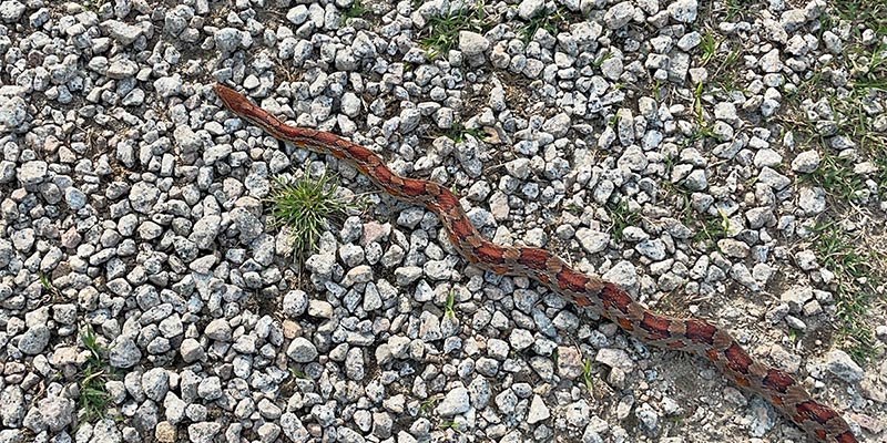 Corn Snake