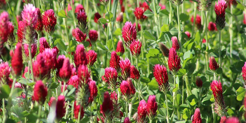 Crimson Clover