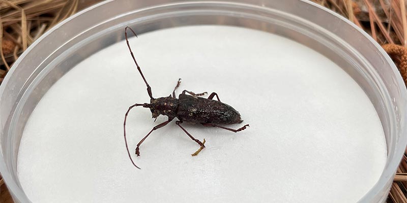 Longhorn Beetle Traps