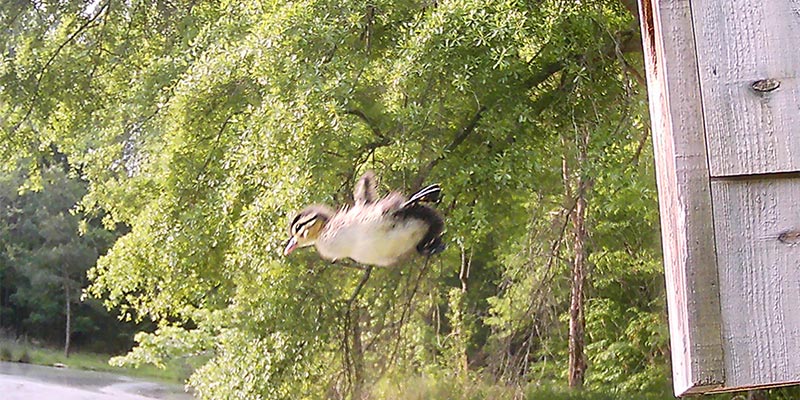 Wood Duck hatchlings 