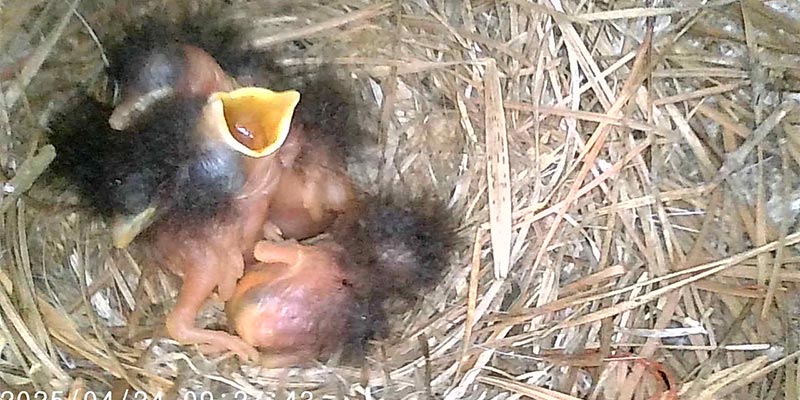 Baby Bluebirds