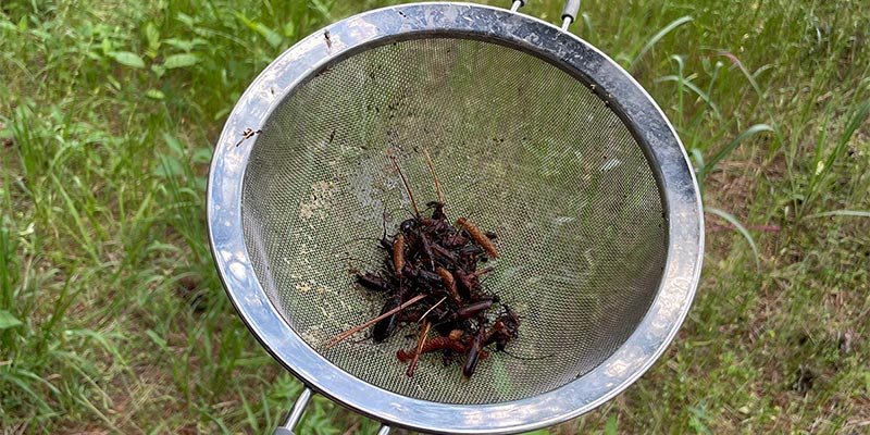 Beetle Strainer