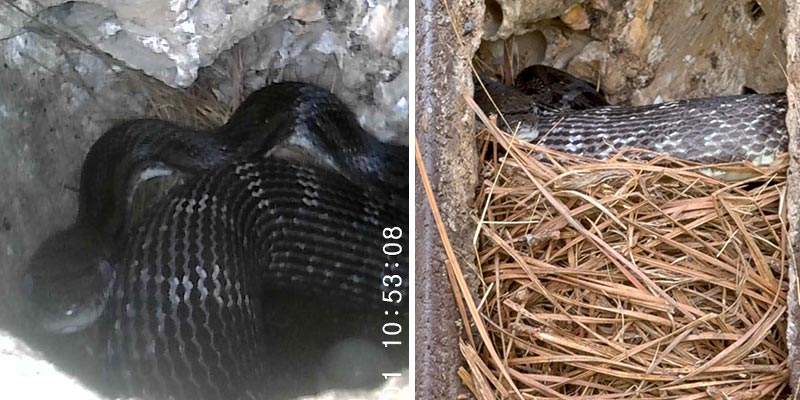 Black Rat Snake seen through endoscope and the culprit revealed.