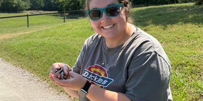 A saved Killdeer chick