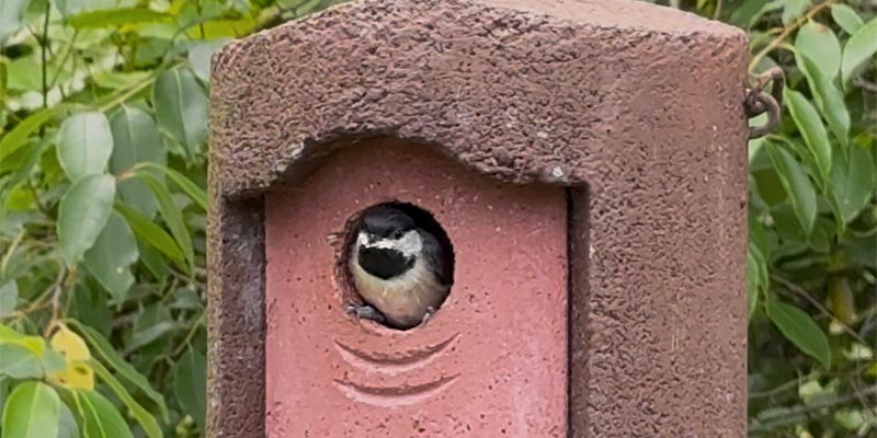 Carolina Chickadee (Poecile carolinensis)