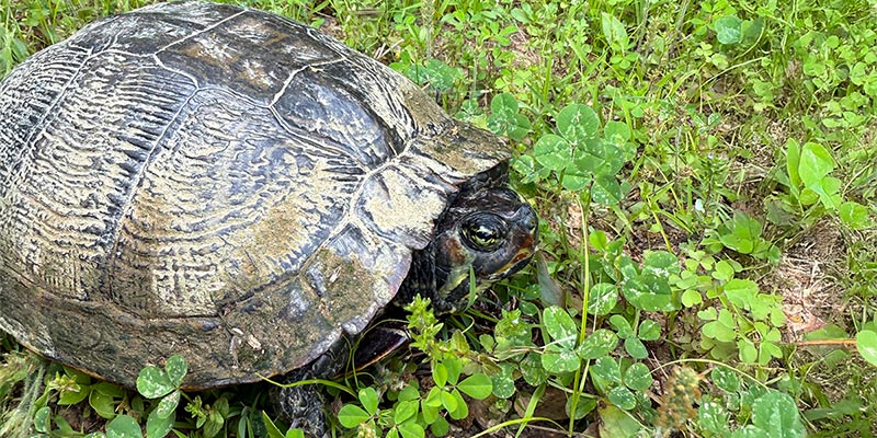 Pond Slider Turtle