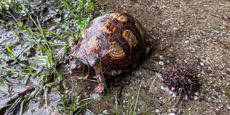 Eastern Box Turtle