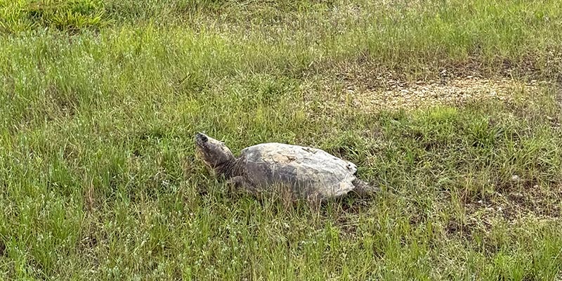 Common Snapping Turtle 