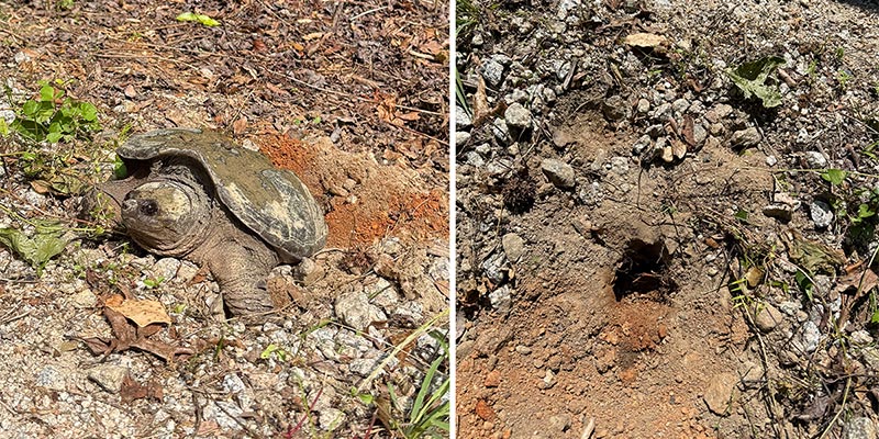 Common Snapping Turtle