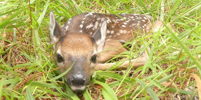 White-tailed Deer fawn (Odocoileus virginianus)