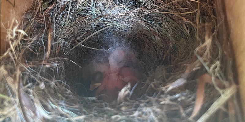 Hatched Tufted Titmouse