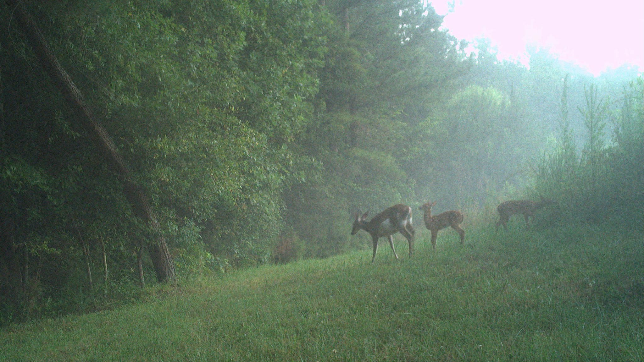 June Game Camera Update June Game Camera Update