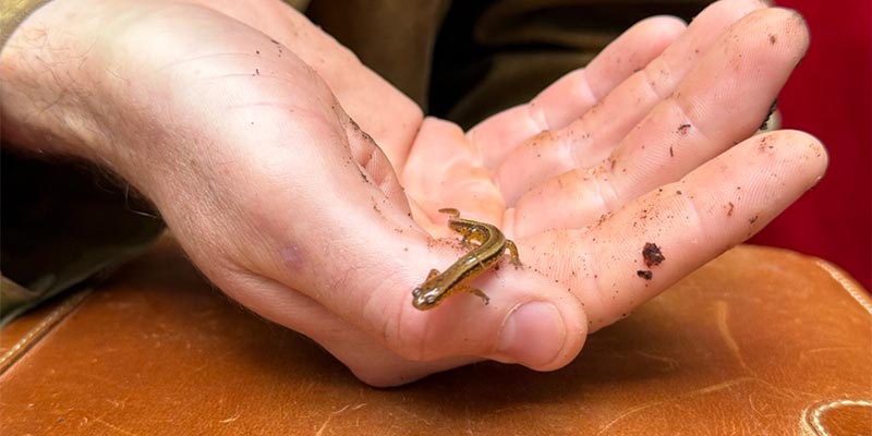Southern Two-lined Salamander (Eurycea cirrigera)