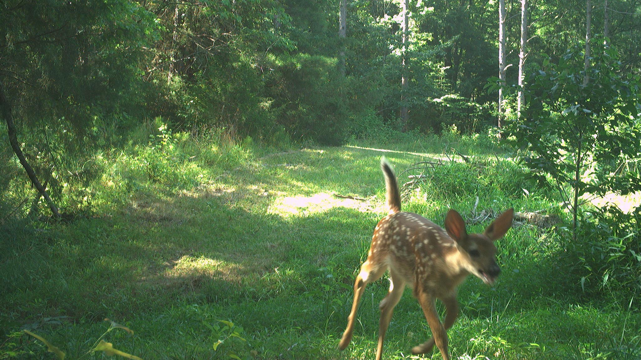 June Game Camera Update June Game Camera Update