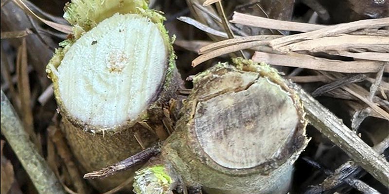Fresh cut stump vs. 2 days aged.