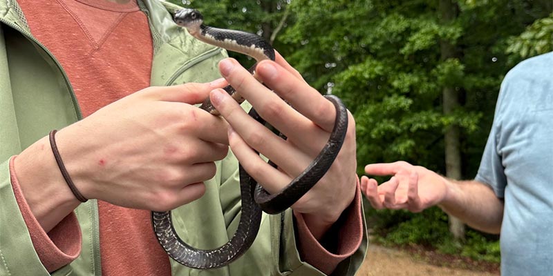 Black Rat Snake (Pantherophis obsoletus)