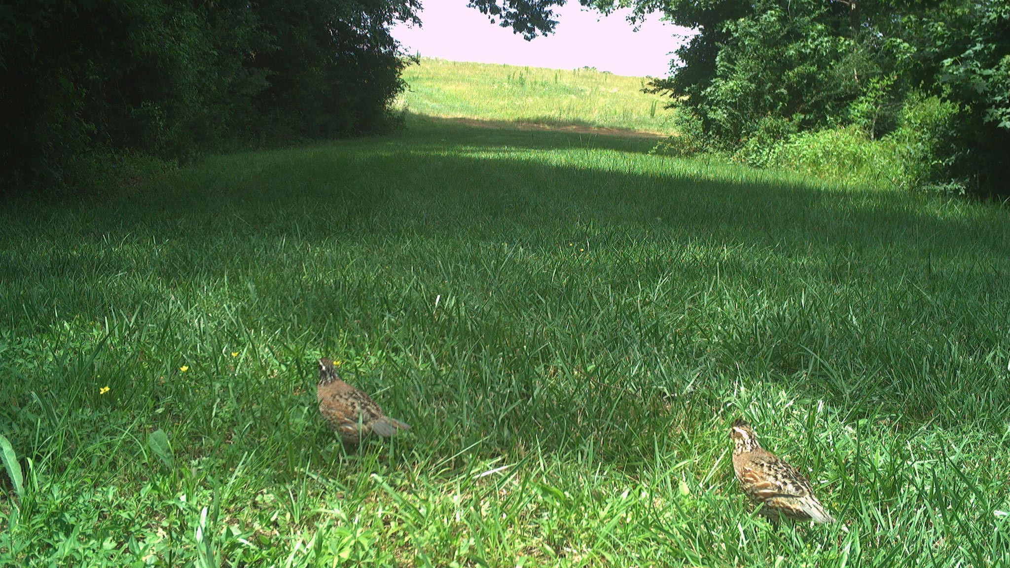 June Game Camera Update June Game Camera Update