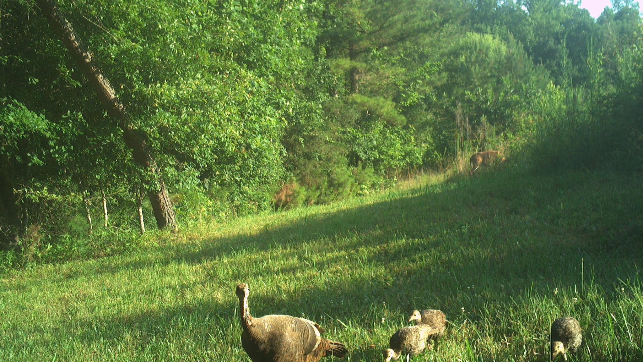 June Game Camera Update June Game Camera Update