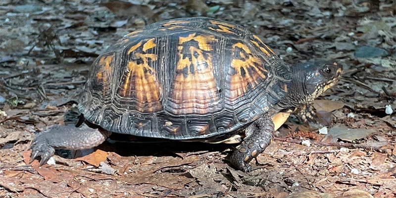 Eastern Box Turtle (Terrapene carolina)