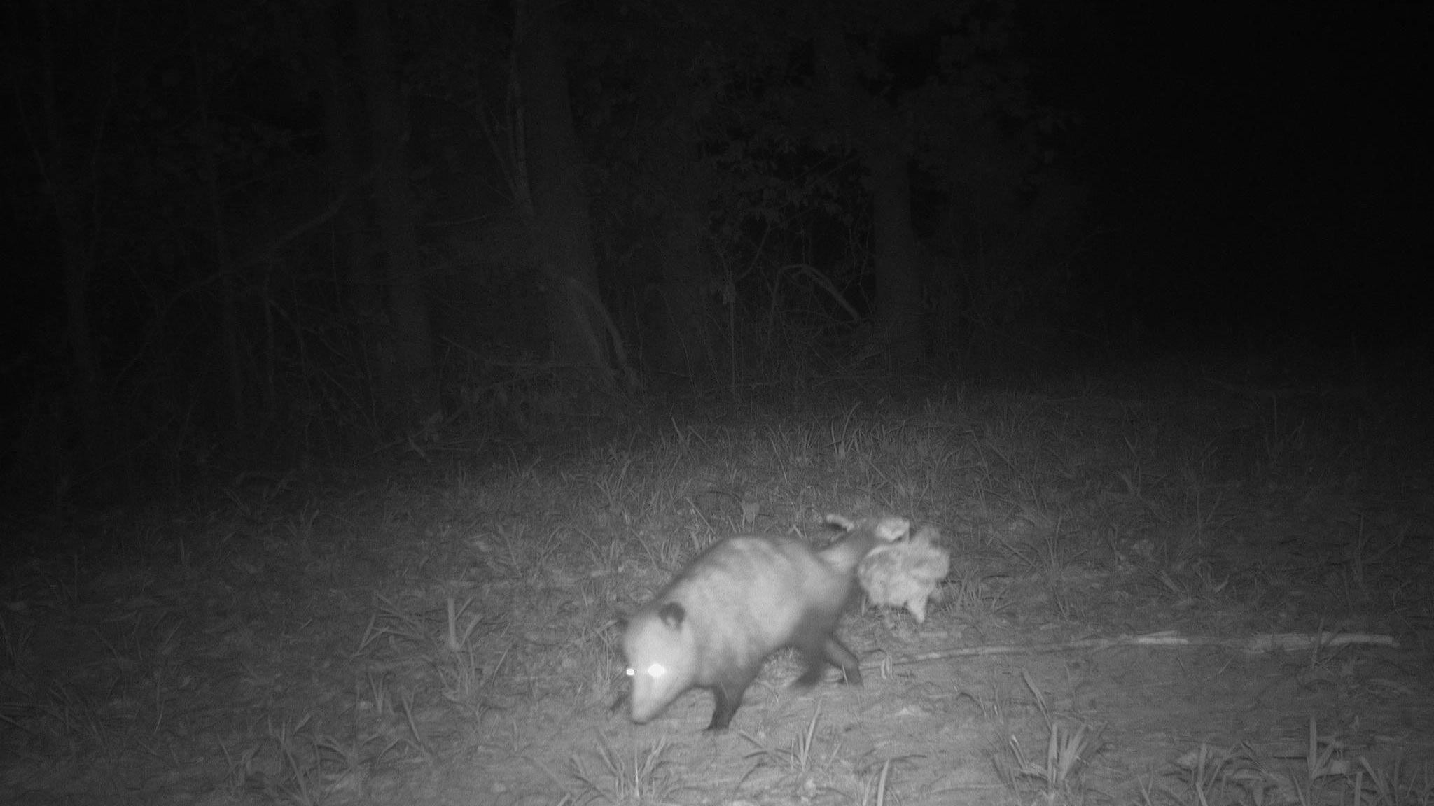 June Game Camera Update June Game Camera Update