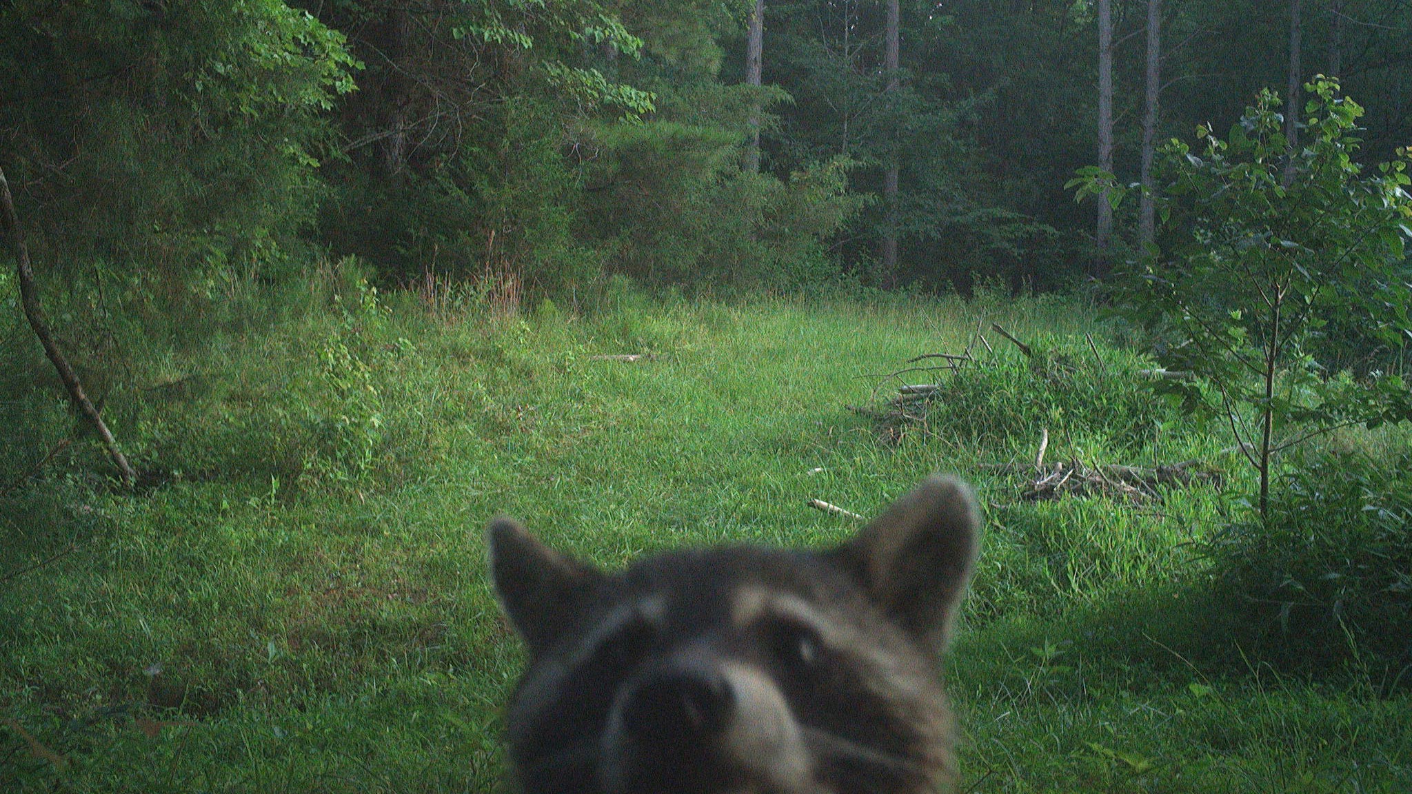 June Game Camera Update June Game Camera Update