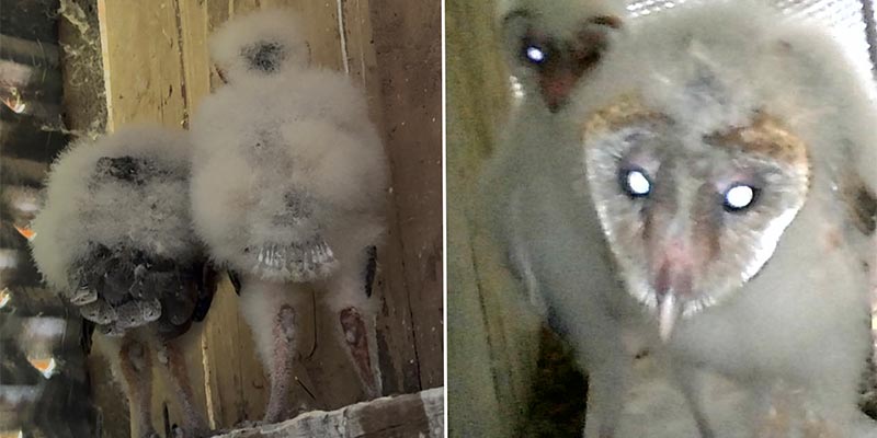 Barn Owls (Tyto alba)