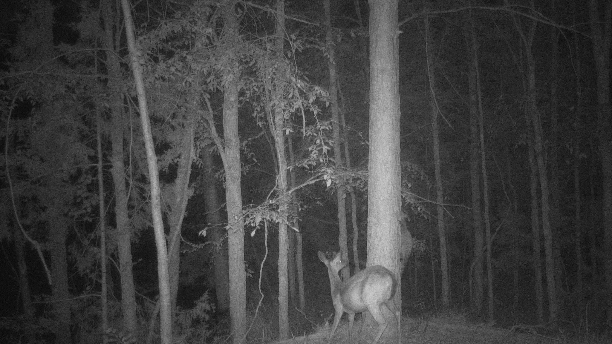 June Game Camera Update June Game Camera Update