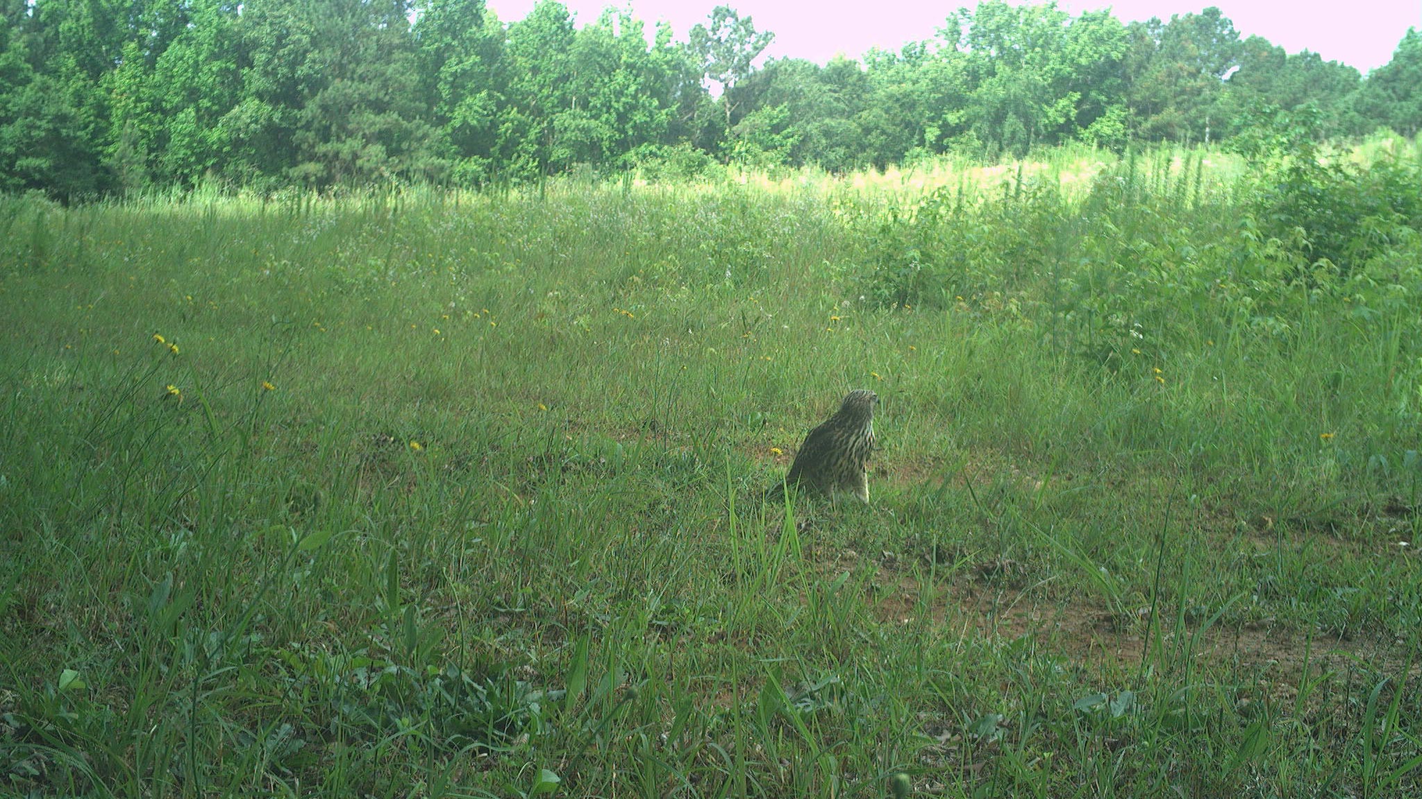 June Game Camera Update June Game Camera Update