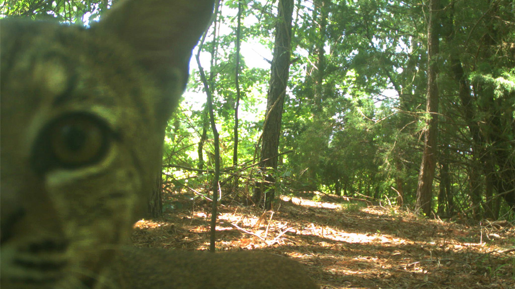 June Game Camera Update June Game Camera Update