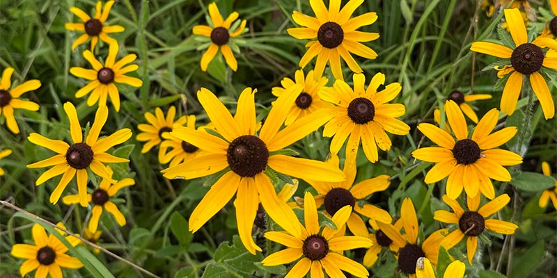 Summer Filed Notes