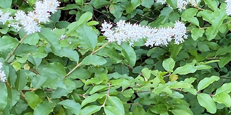 The Privet Has Two Faces