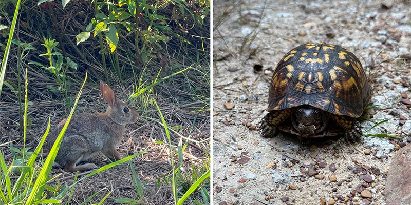 Rabbit and Turtle