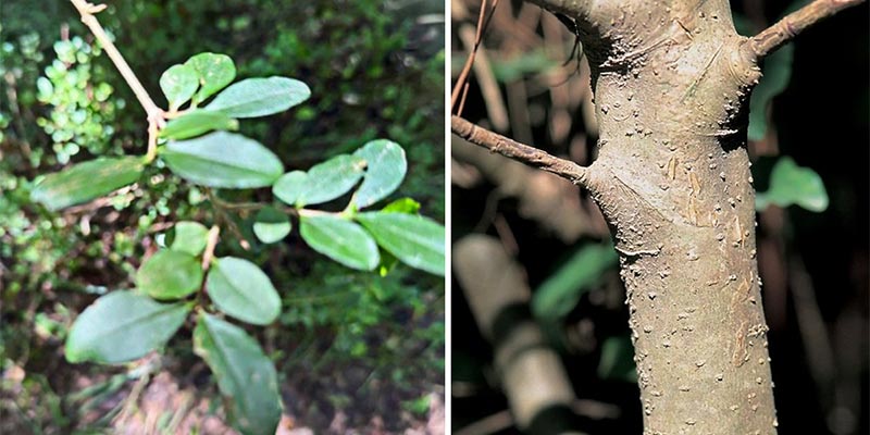 Examples of Chinese privet leaves and lenticels