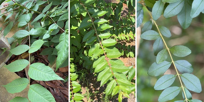 Left: Eastern Black Walnut, center: Crape Myrtle, right: Chinese Privet 