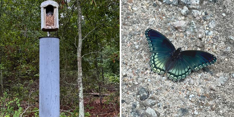 Birdbox and a Butterfly