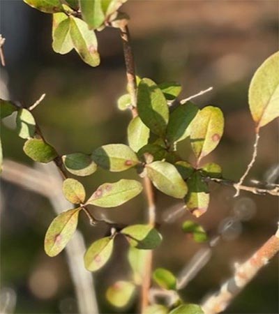 Privet winter appearance