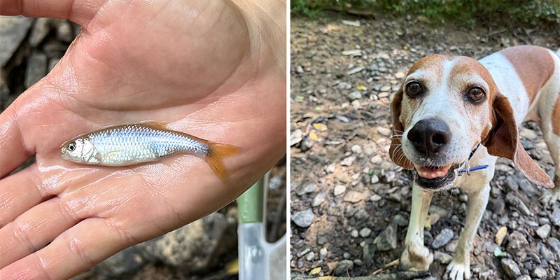 Fish and a Dog