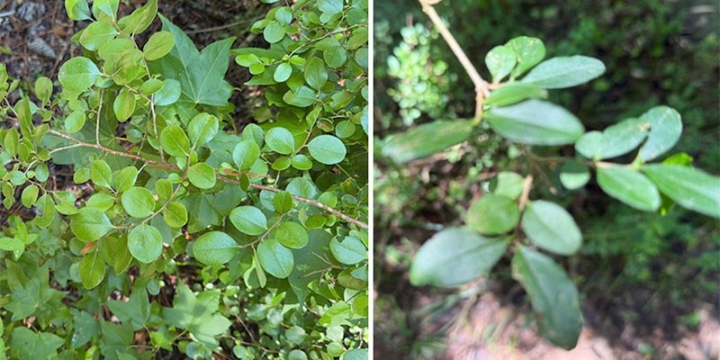 Left: Sparkleberry leaves, right: Chinese Privet Leaves